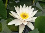 睡莲花