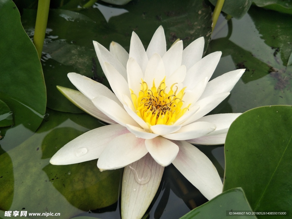 睡莲花