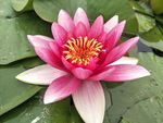 睡莲花