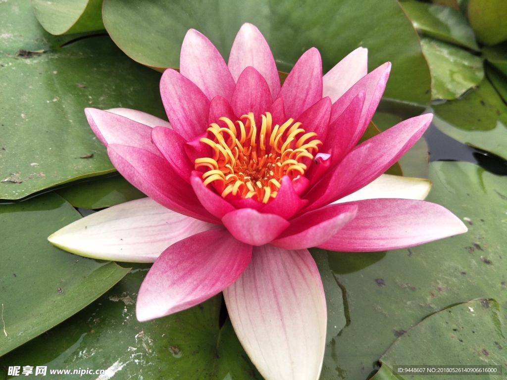 睡莲花
