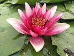 睡莲花