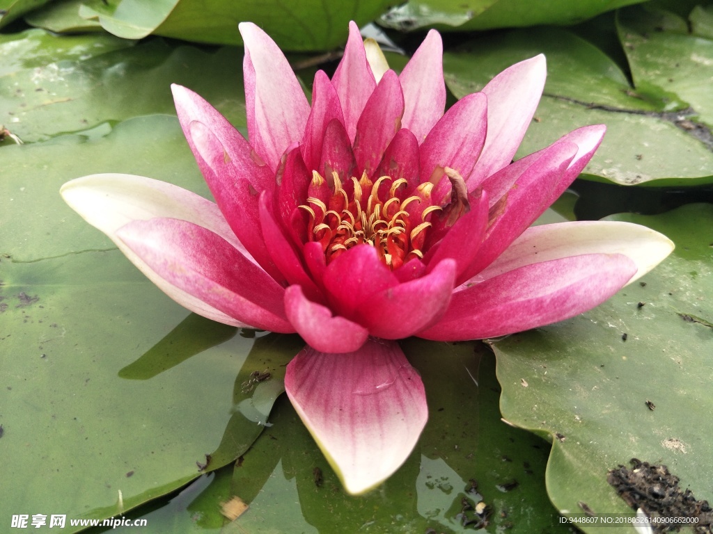 睡莲花