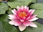 睡莲花
