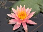 睡莲花