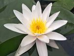 睡莲花