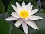睡莲花