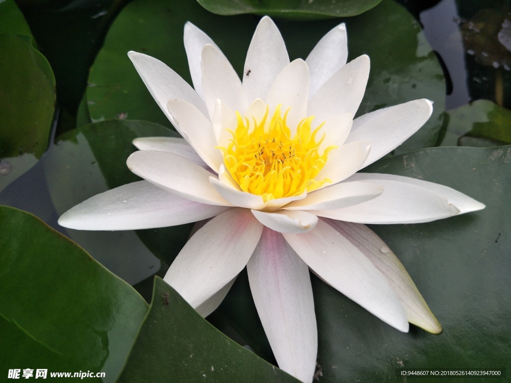 睡莲花