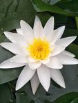 睡莲花