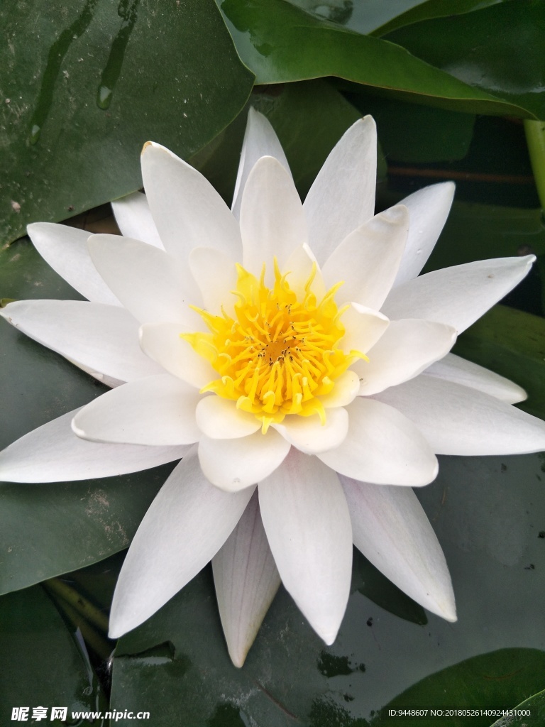 睡莲花