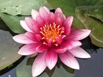 睡莲花