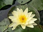 睡莲花
