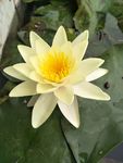 睡莲花