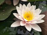 睡莲花