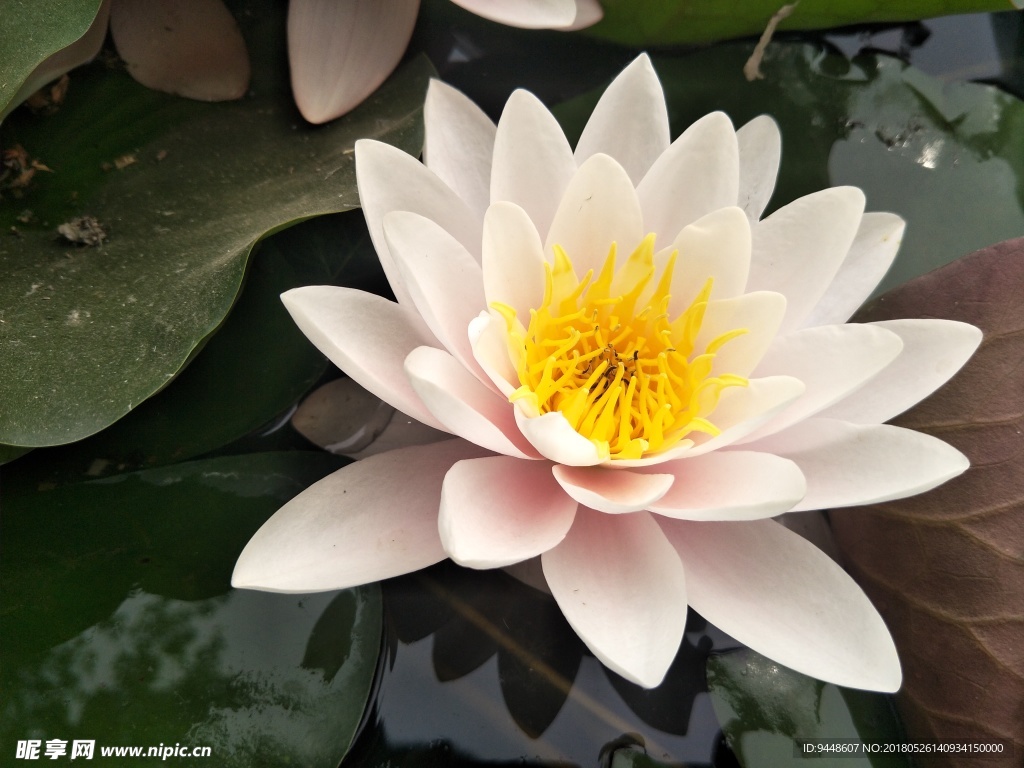 睡莲花