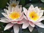 睡莲花