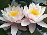 睡莲花