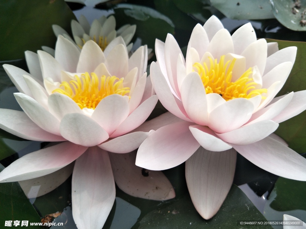 睡莲花