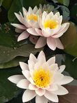 睡莲花