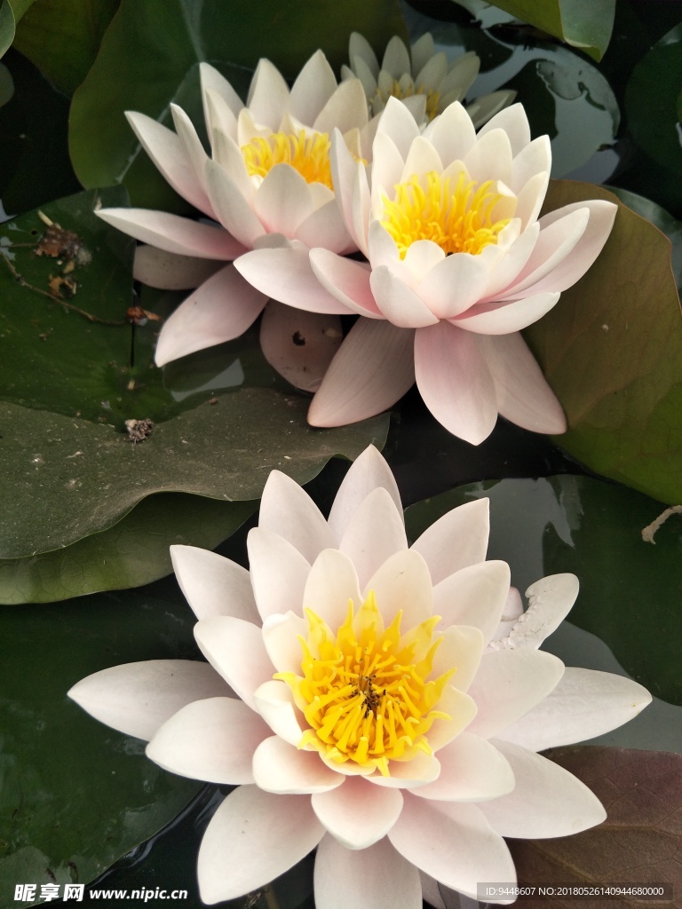 睡莲花