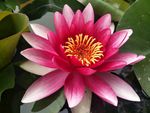睡莲花