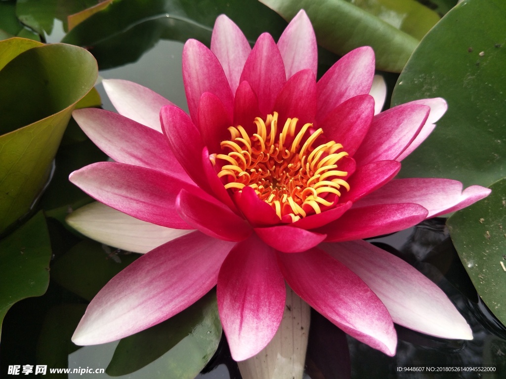 睡莲花
