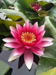 睡莲花