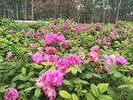 玫瑰花