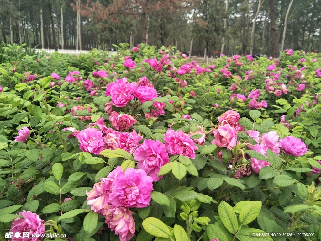 玫瑰花