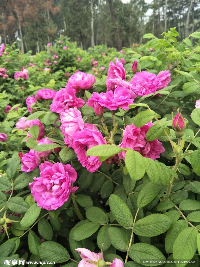 玫瑰花