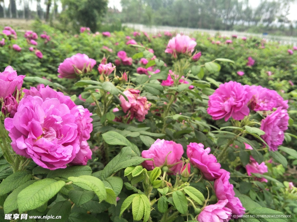 玫瑰花
