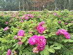 玫瑰花