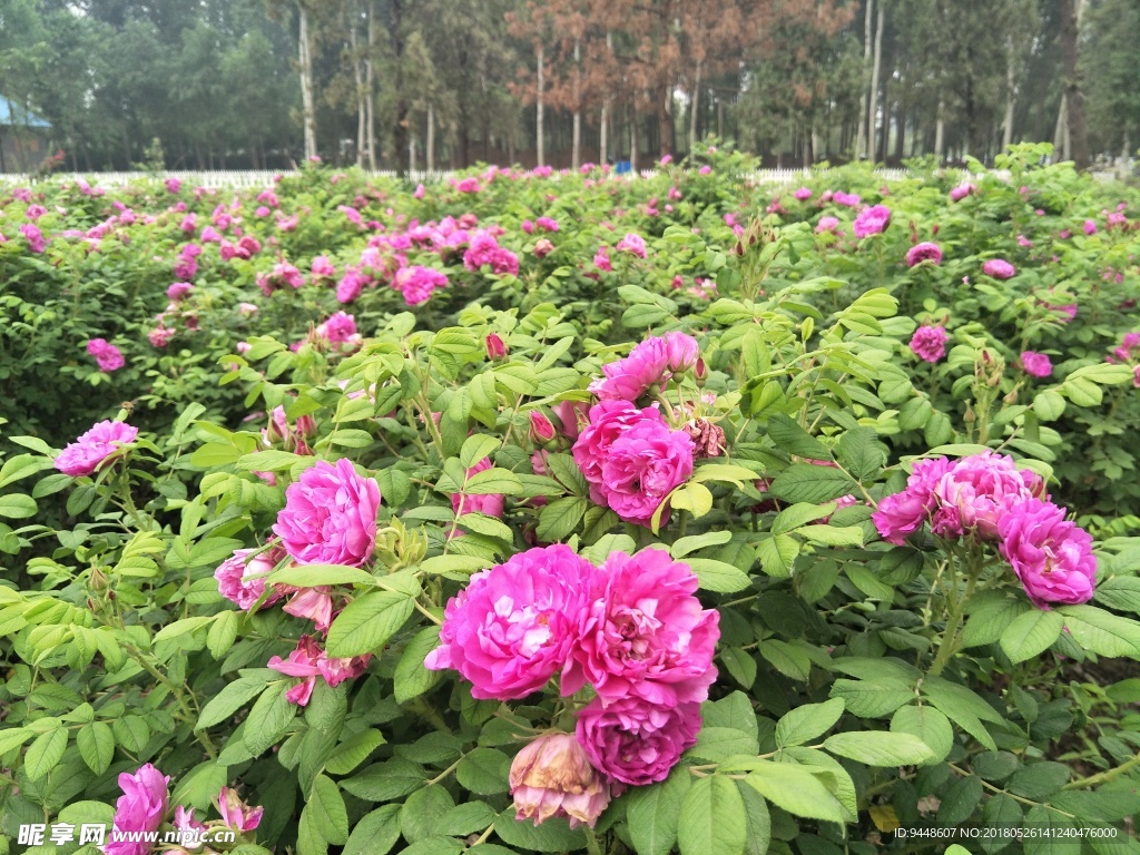 玫瑰花