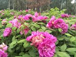 玫瑰花