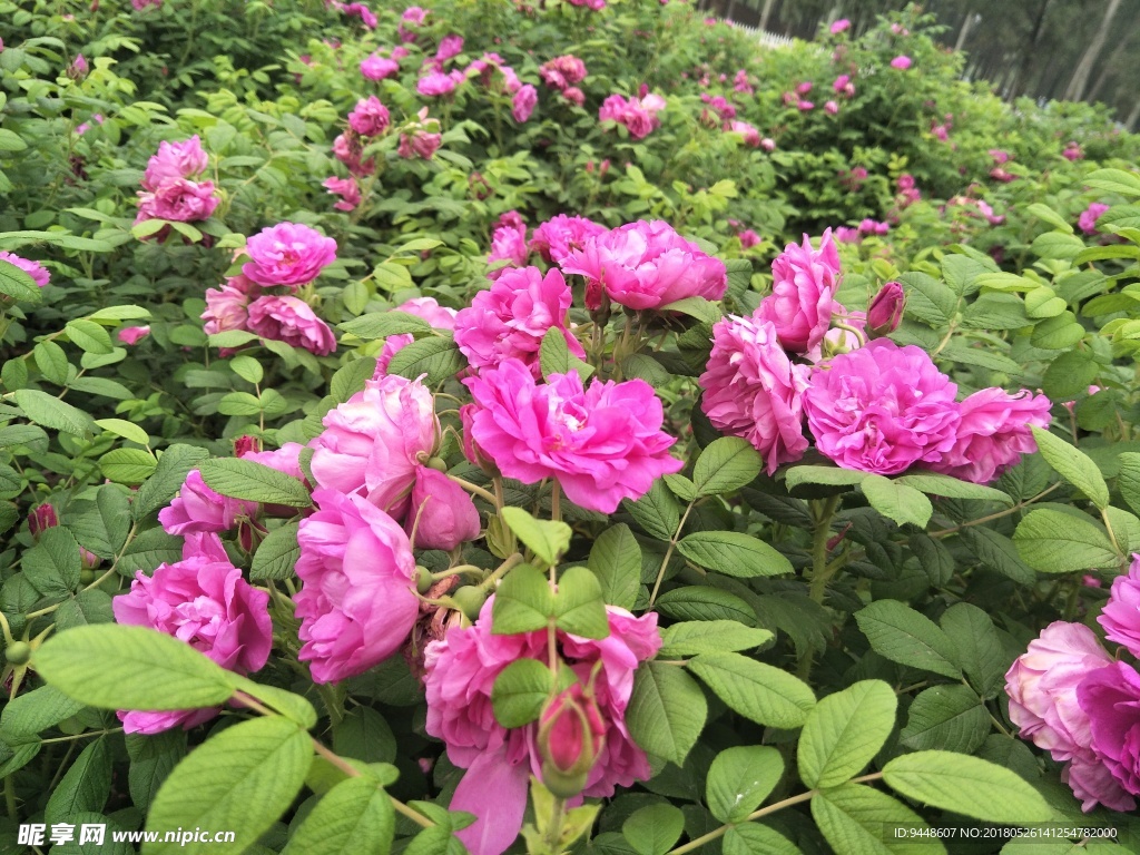 玫瑰花