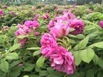 玫瑰花