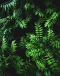 绿色阔叶植物