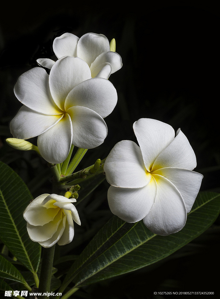 白色鸡蛋花