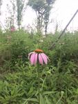 松果菊