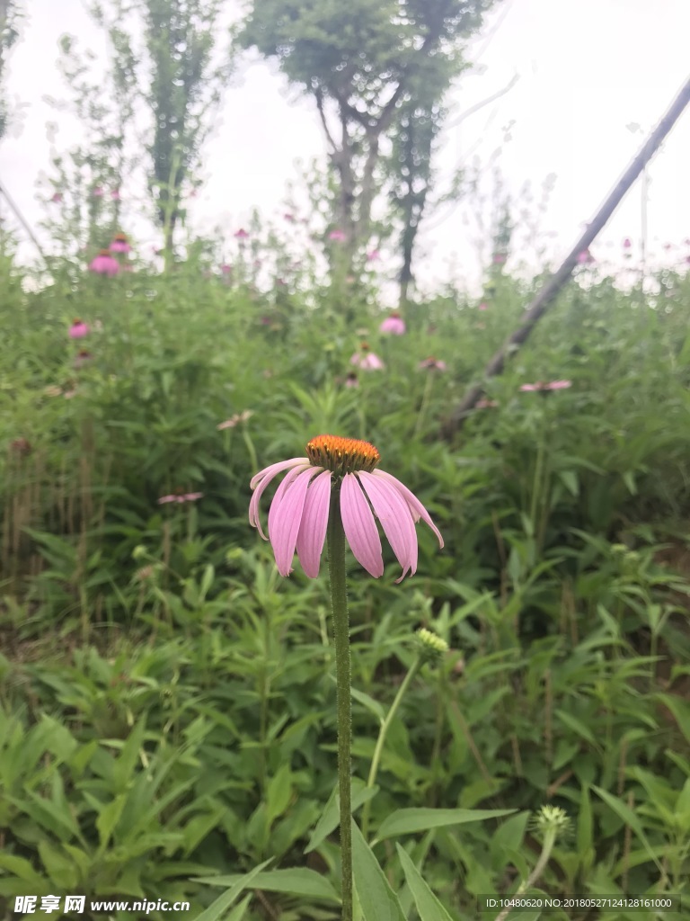 松果菊