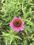 松果菊