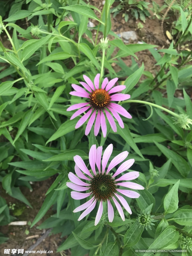 松果菊