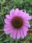 松果菊