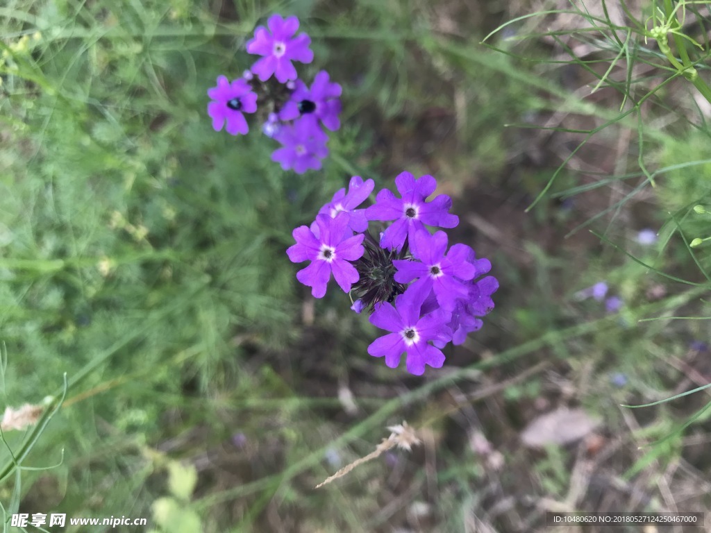 蓝紫色花