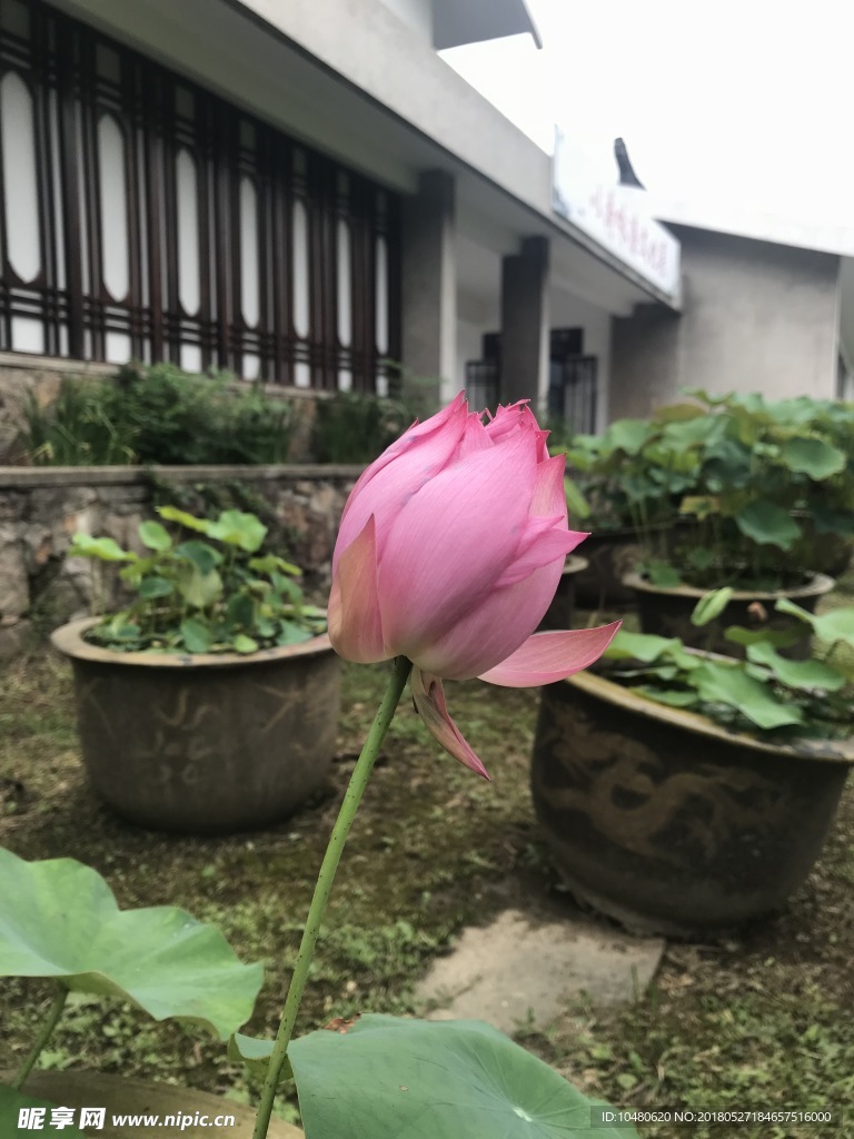 荷花