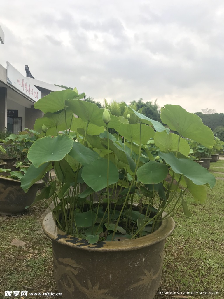 荷花