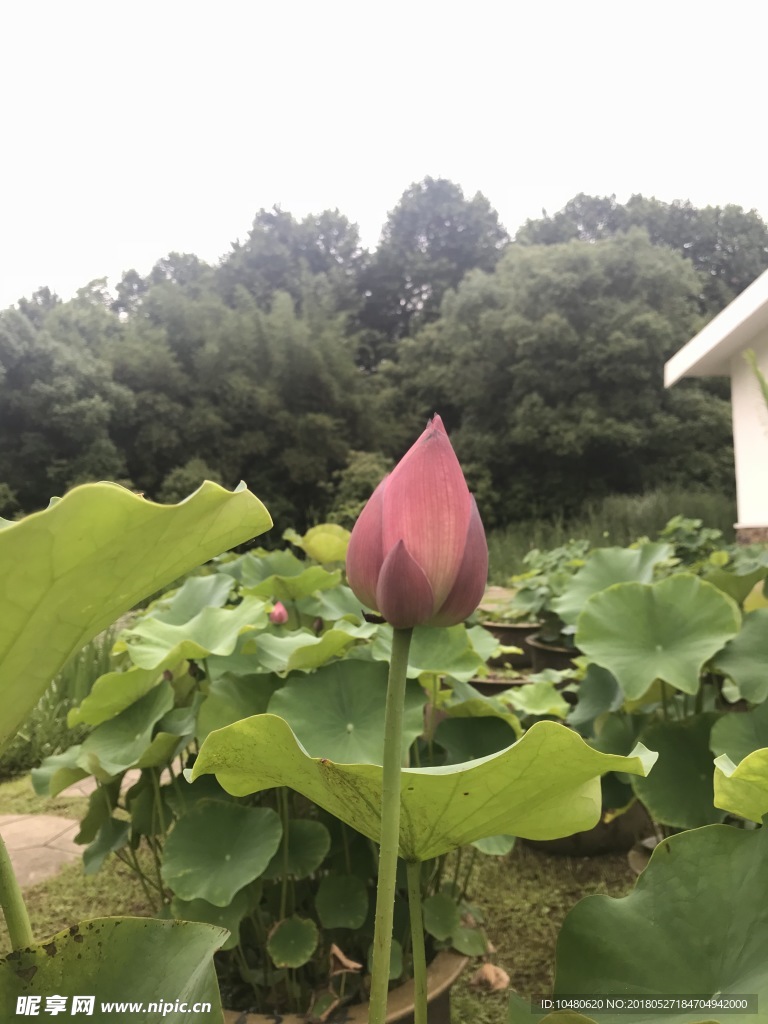 荷花