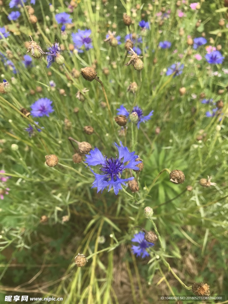 繸裂矢车菊