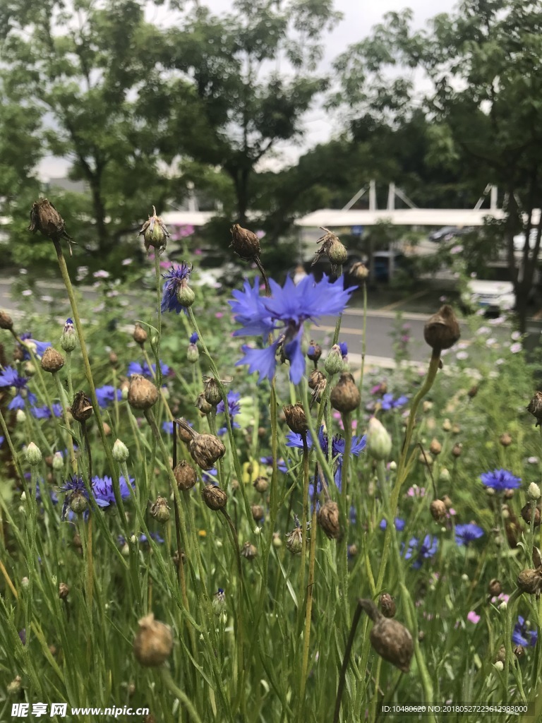 繸裂矢车菊