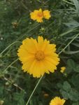 金钱菊