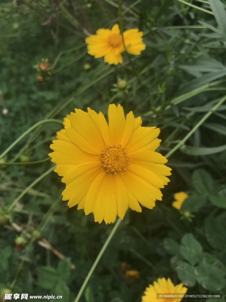金钱菊